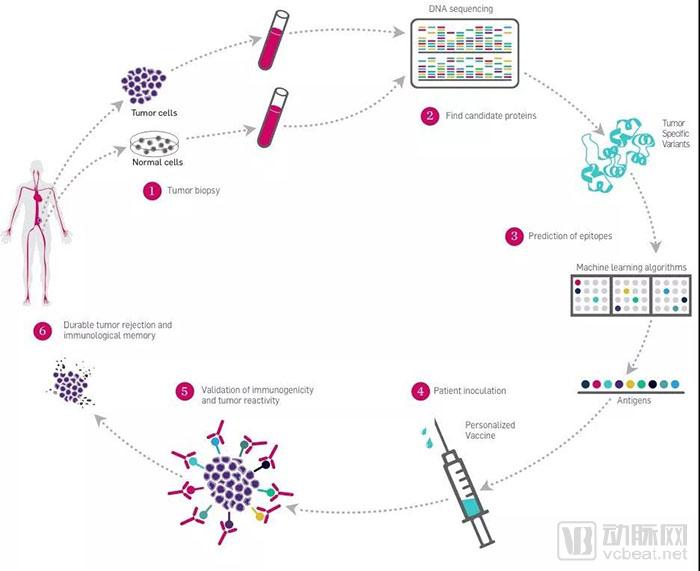 行研 | 腫瘤新生抗原的夜與霧-肽度TIMEDOO