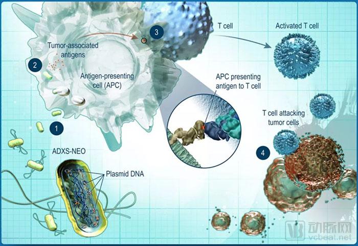 行研 | 腫瘤新生抗原的夜與霧-肽度TIMEDOO