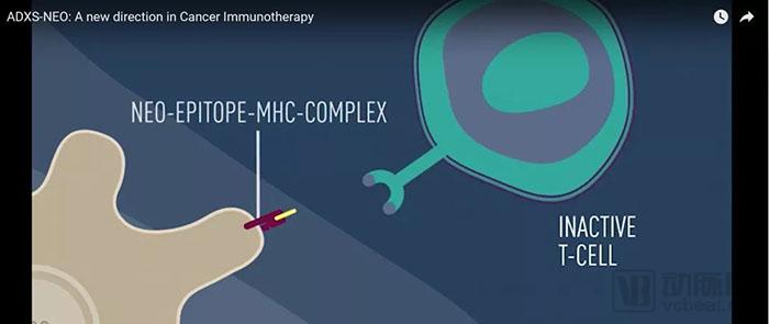 行研 | 腫瘤新生抗原的夜與霧-肽度TIMEDOO