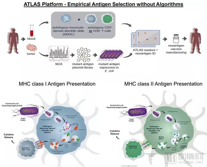 行研 | 腫瘤新生抗原的夜與霧-肽度TIMEDOO