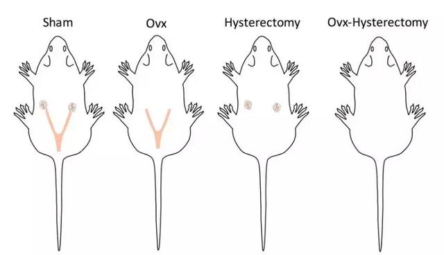 子宮不僅僅是生殖器官，還與記憶有關(guān)-肽度TIMEDOO