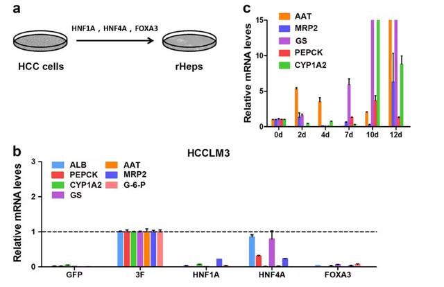《Nature》子刊:打入肝癌細胞內(nèi)部令其“返璞歸真”-肽度TIMEDOO