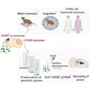 3700萬艾滋病毒感染者等待奇跡！全球第2例病毒被完全清除，正指向CCR5基因治療-肽度TIMEDOO