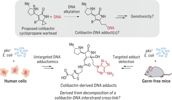 科學(xué)家發(fā)現(xiàn)人類(lèi)腸道微生物所產(chǎn)基因毒素對(duì)DNA的破壞機(jī)制-肽度TIMEDOO