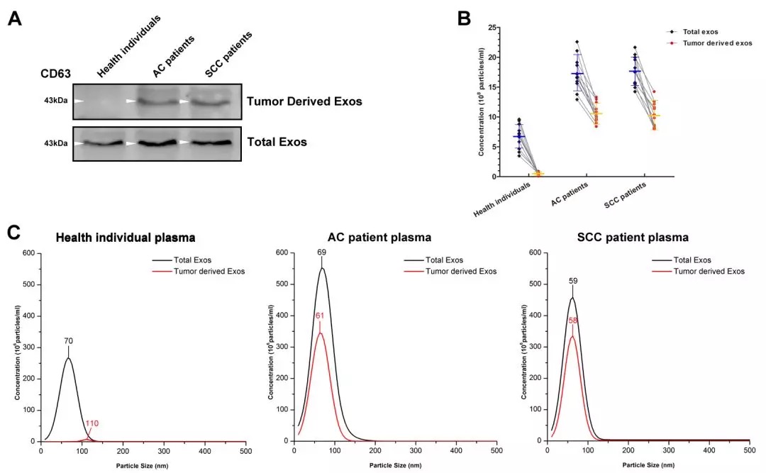 外泌體miRNA測序：如何搞定10分的miRNA標(biāo)志物Paper？-肽度TIMEDOO