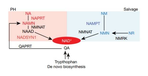 給癌細(xì)胞“上戶口”，科學(xué)家們找到了抗癌新思路-肽度TIMEDOO