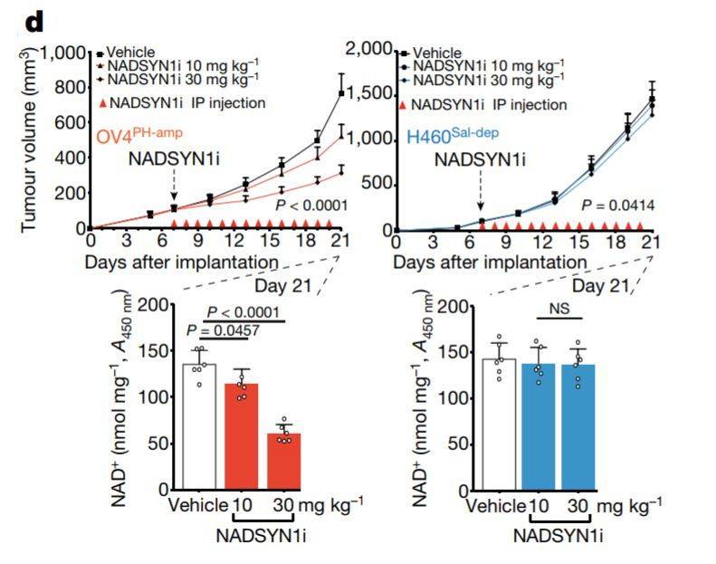 給癌細(xì)胞“上戶口”，科學(xué)家們找到了抗癌新思路-肽度TIMEDOO