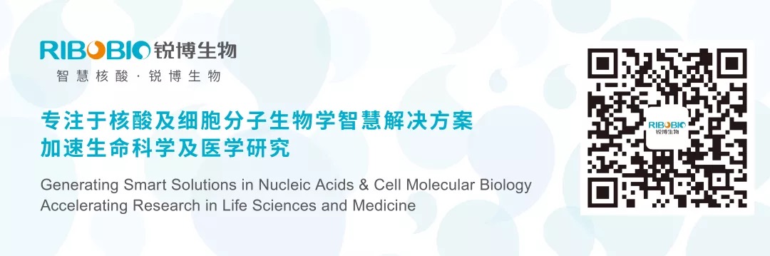 一起來盤點miRNA最新研究進展(20190111)-肽度TIMEDOO