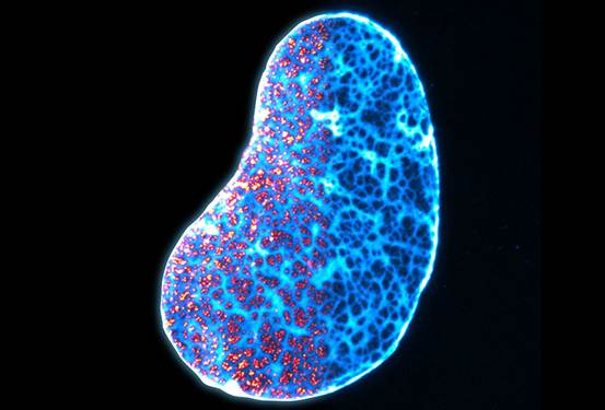 Cell：2019年生物物理學(xué)美圖欣賞，領(lǐng)略科學(xué)之美-肽度TIMEDOO