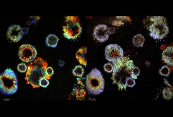 Cell：2019年生物物理學(xué)美圖欣賞，領(lǐng)略科學(xué)之美-肽度TIMEDOO