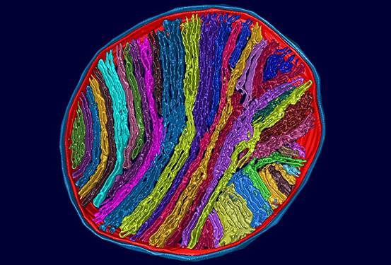 Cell：2019年生物物理學(xué)美圖欣賞，領(lǐng)略科學(xué)之美-肽度TIMEDOO