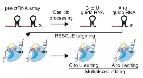 Science：CRISPR先驅(qū)張鋒又一突破，新技術(shù)擴(kuò)展了RNA編輯功能-肽度TIMEDOO