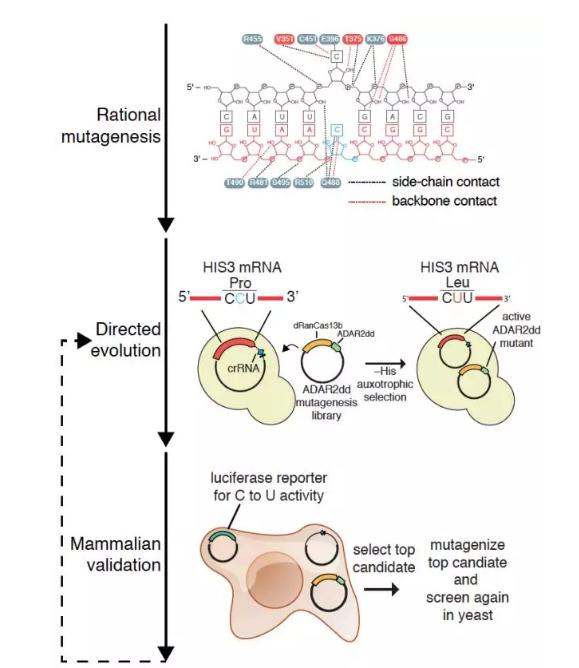 Science：CRISPR先驅(qū)張鋒又一突破，新技術(shù)擴(kuò)展了RNA編輯功能-肽度TIMEDOO