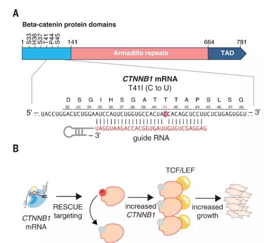 Science：CRISPR先驅(qū)張鋒又一突破，新技術(shù)擴(kuò)展了RNA編輯功能-肽度TIMEDOO