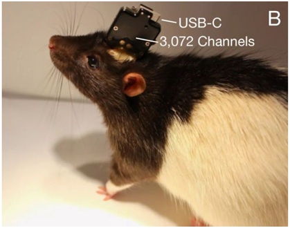 “鋼鐵俠” Elon Musk將在2020年對人類癱瘓患者應用腦機接口平臺-肽度TIMEDOO