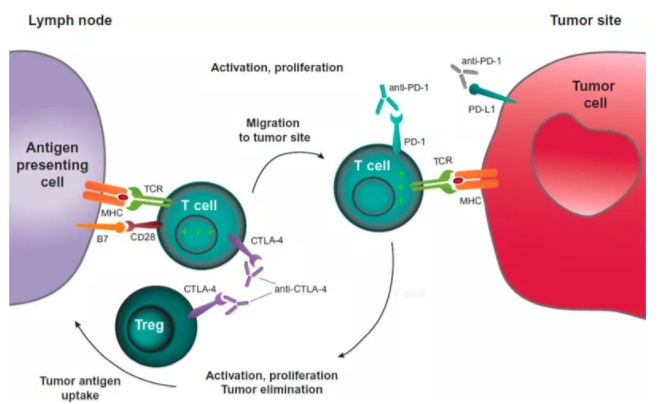 重磅！諾獎組合再顯神威，雙免疫聯(lián)合治療肺癌新突破-肽度TIMEDOO