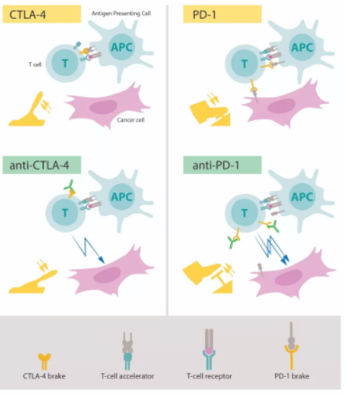 重磅！諾獎組合再顯神威，雙免疫聯(lián)合治療肺癌新突破-肽度TIMEDOO