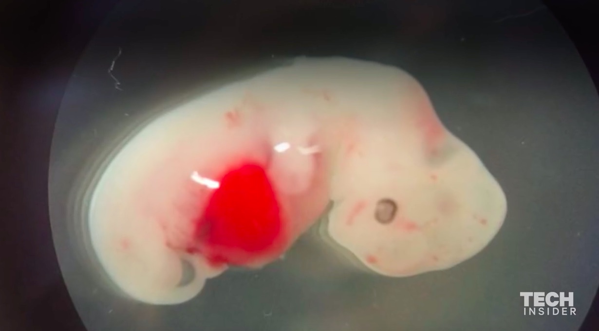 日本批準“人獸雜交”實驗?其實是在動物體內(nèi)培育移植人體器官-肽度TIMEDOO