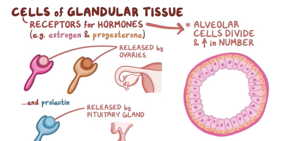 醫(yī)學動畫：為什么說乳腺癌一種不受控制的乳腺上皮細胞生長-肽度TIMEDOO
