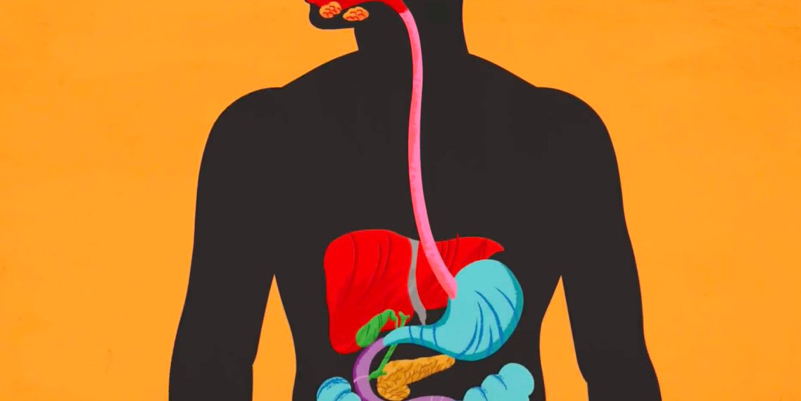 醫(yī)學(xué)動(dòng)畫:5分鐘了解您的消化系統(tǒng)-肽度TIMEDOO