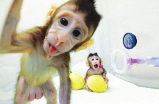 醫(yī)學(xué)科學(xué)部關(guān)于受理“人類疾病大動(dòng)物模型構(gòu)建”專項(xiàng)項(xiàng)目申請(qǐng)的通知-肽度TIMEDOO