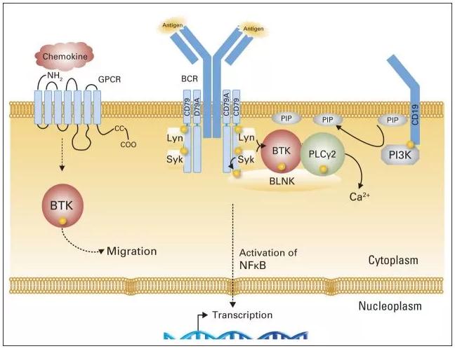 近5000份問(wèn)卷顯示，淋巴瘤患者最期待上市的創(chuàng)新療法是這些-肽度TIMEDOO