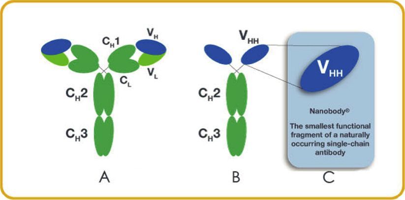 行研 | 納米抗體 – 抗體界的“百變星君”，如何突破抗體藥的激烈重圍？-肽度TIMEDOO