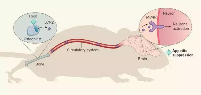 遇到危險一激靈，除了腎上腺，骨骼也決定戰(zhàn)或逃-肽度TIMEDOO