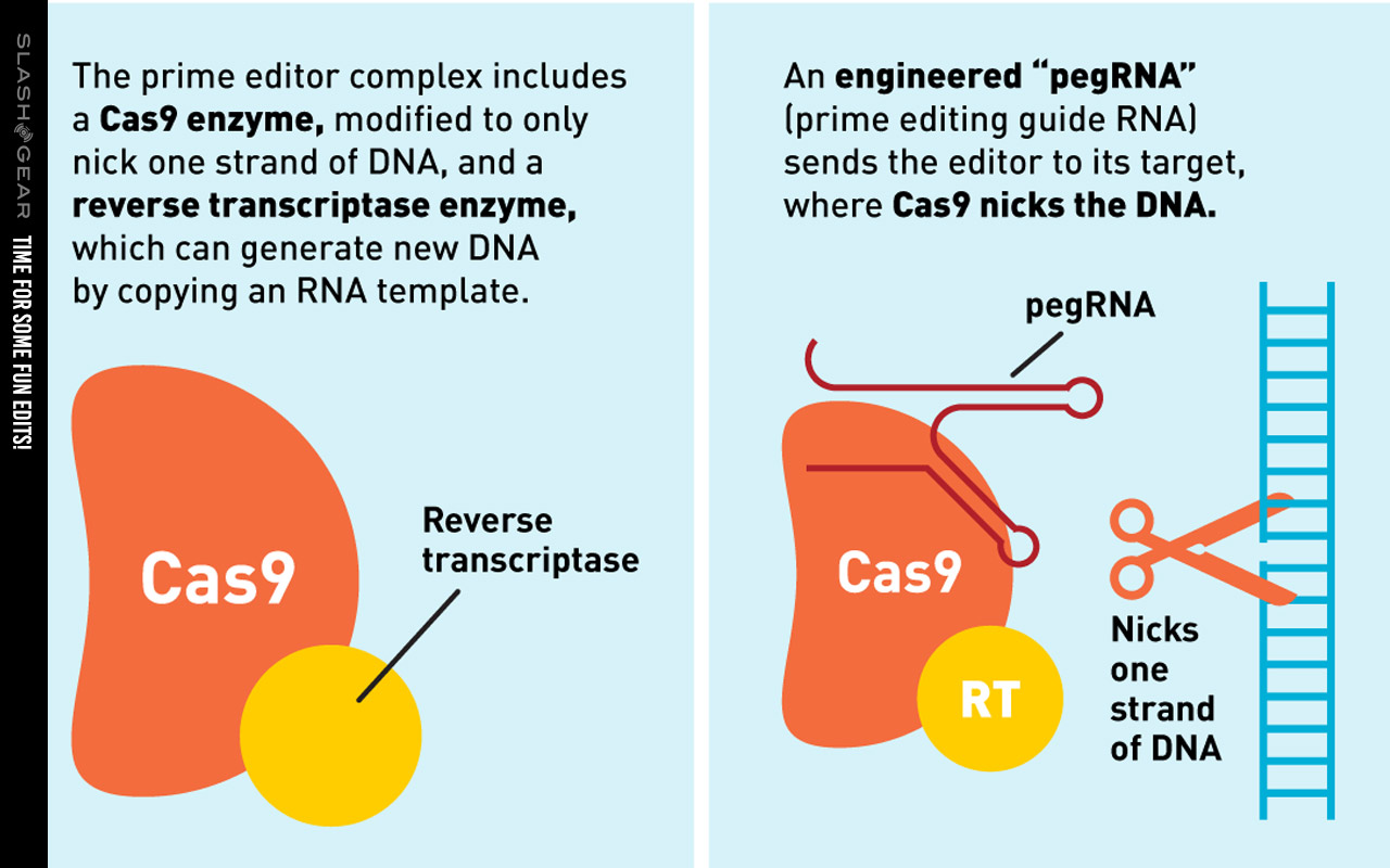 多圖介紹Nature重大成果：超越CRISPR、修正89%的人類遺傳病的新技術(shù)-肽度TIMEDOO