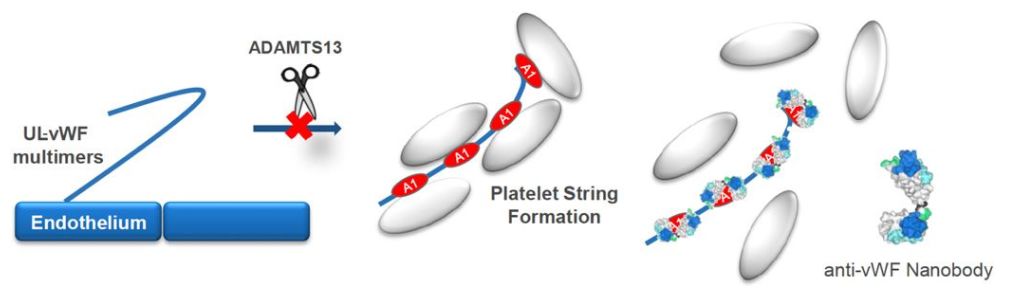 行研 | 納米抗體 – 抗體界的“百變星君”，如何突破抗體藥的激烈重圍？-肽度TIMEDOO