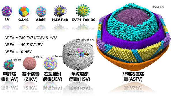 中國(guó)科學(xué)家解析非洲豬瘟病毒顆粒精細(xì)三維結(jié)構(gòu)-肽度TIMEDOO