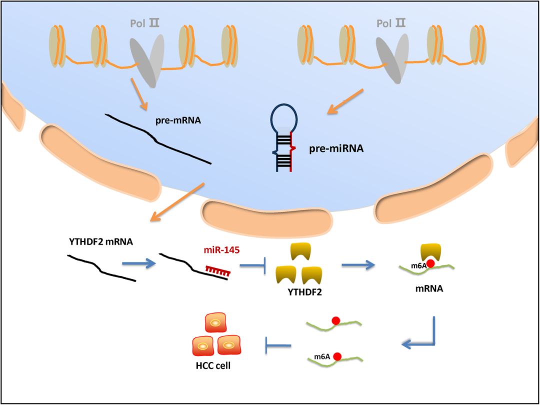 研究m6A與非編碼RNAs相互作用沒思路？這篇Review值得借鑒-肽度TIMEDOO
