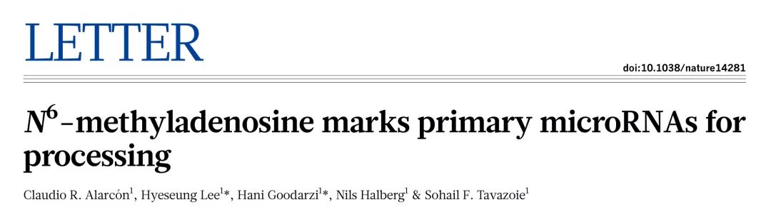 研究m6A與非編碼RNAs相互作用沒思路？這篇Review值得借鑒-肽度TIMEDOO