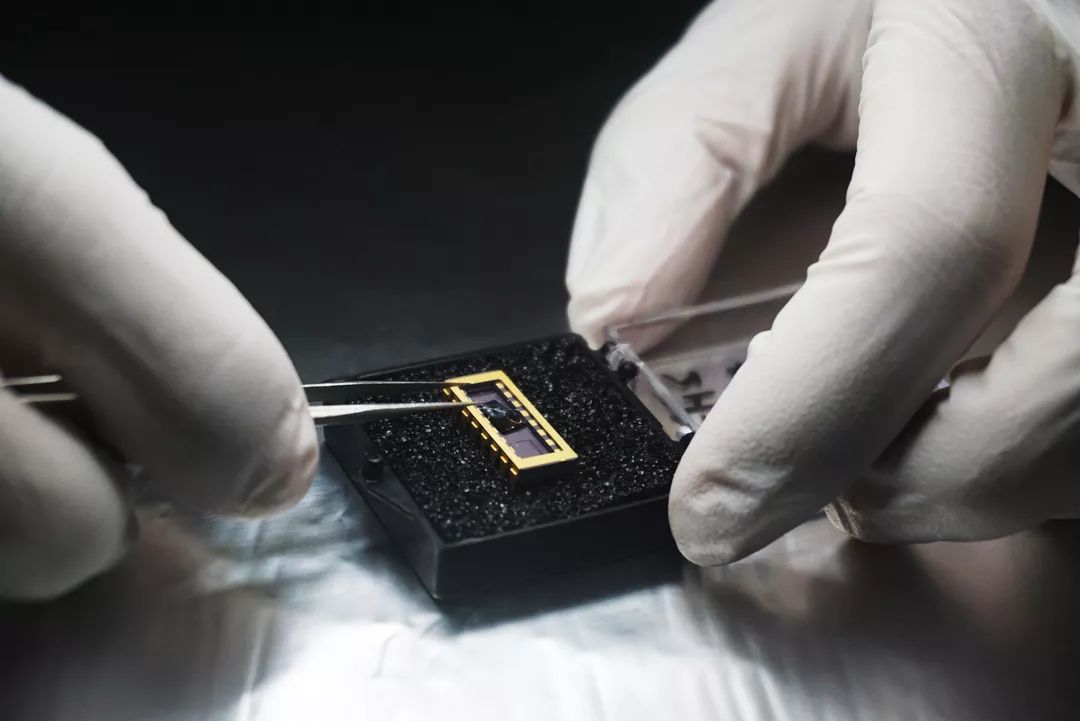 復(fù)旦連發(fā)兩篇《自然》主刊！-肽度TIMEDOO