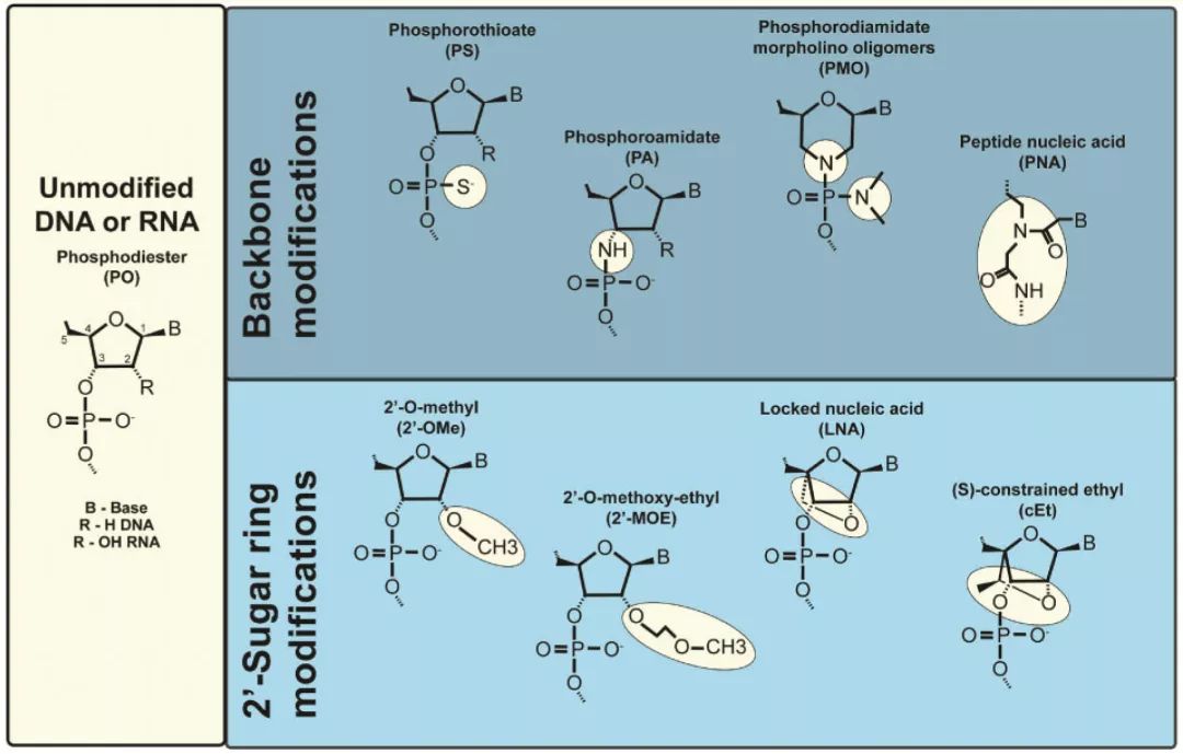 Molecular Cancer丨RiboBio動(dòng)物用ASO助力發(fā)現(xiàn)lncRNA促進(jìn)乳腺癌轉(zhuǎn)移分子機(jī)制-肽度TIMEDOO