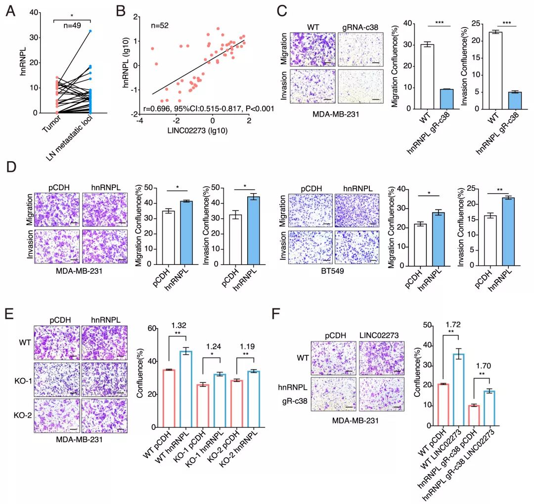 Molecular Cancer丨RiboBio動(dòng)物用ASO助力發(fā)現(xiàn)lncRNA促進(jìn)乳腺癌轉(zhuǎn)移分子機(jī)制-肽度TIMEDOO