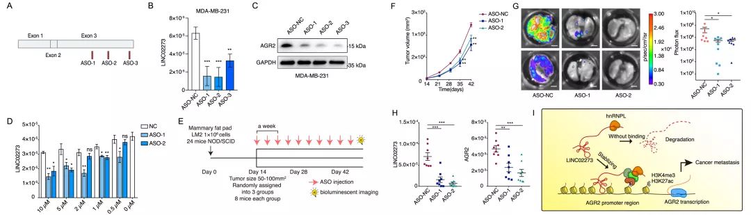 Molecular Cancer丨RiboBio動(dòng)物用ASO助力發(fā)現(xiàn)lncRNA促進(jìn)乳腺癌轉(zhuǎn)移分子機(jī)制-肽度TIMEDOO