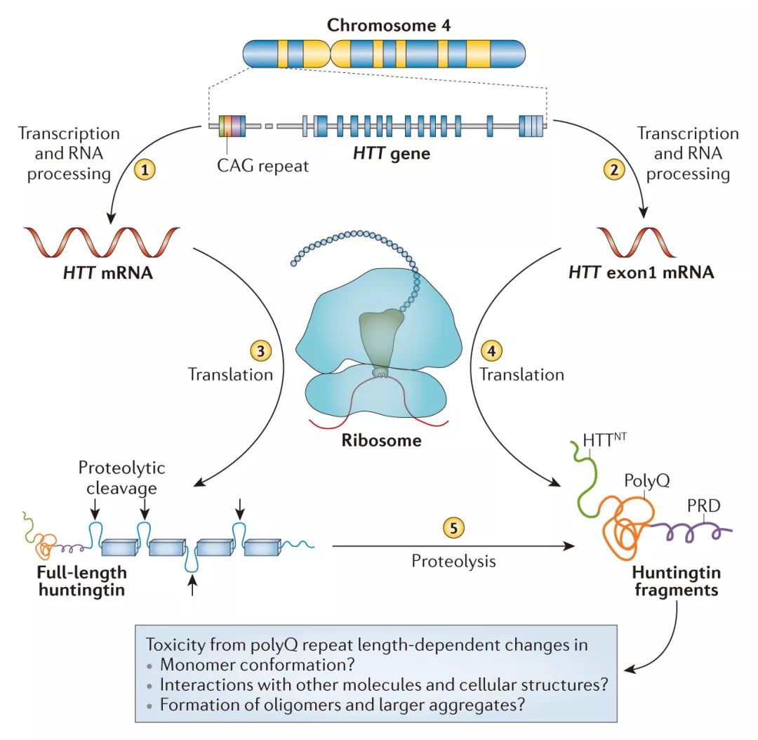 eLIFE丨MicroRNA有助于預(yù)防Huntington舞蹈癥毒性蛋白的聚集-肽度TIMEDOO