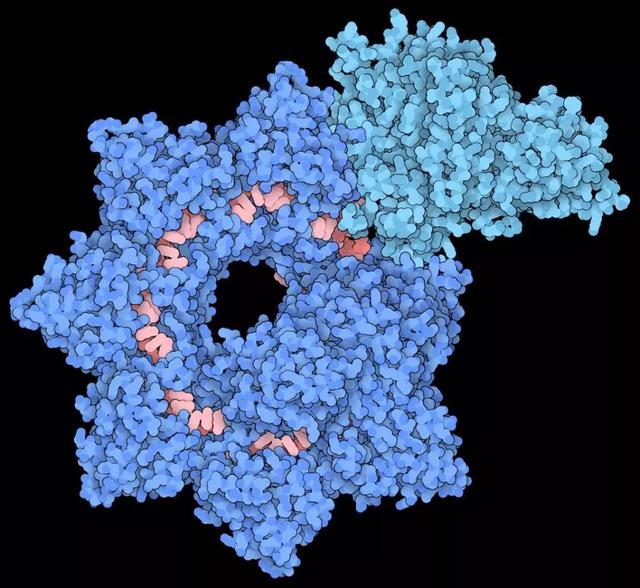基因編輯高清細(xì)節(jié)首次被捕獲，新工具改進(jìn)CRISPR系統(tǒng)的不足-肽度TIMEDOO