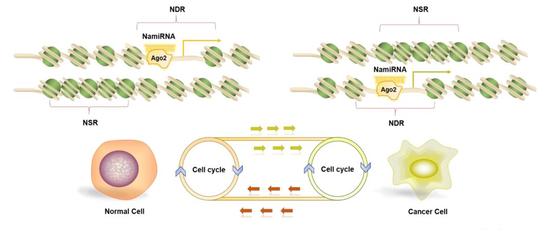 快訊丨銳博生物與NamiRNA研究平臺達(dá)成戰(zhàn)略合作伙伴關(guān)系-肽度TIMEDOO