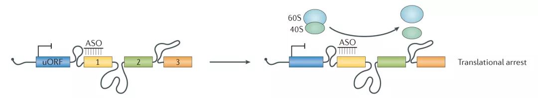 Molecular Cancer丨RiboBio動(dòng)物用ASO助力發(fā)現(xiàn)lncRNA促進(jìn)乳腺癌轉(zhuǎn)移分子機(jī)制-肽度TIMEDOO