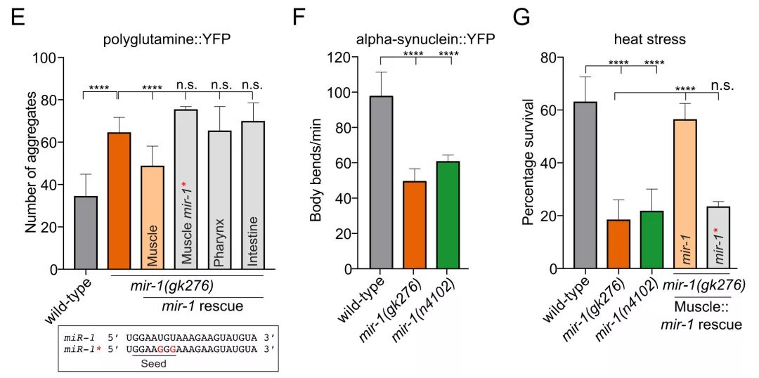 eLIFE丨MicroRNA有助于預(yù)防Huntington舞蹈癥毒性蛋白的聚集-肽度TIMEDOO