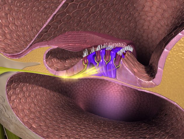 復旦大學生命科學學院：確認真正的聽覺轉導離子通道，解決了困擾聽覺領域近40年的問題-肽度TIMEDOO