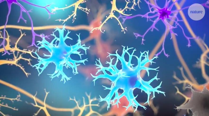Nature醫(yī)學(xué)動(dòng)畫(huà):帕金森病的最新研究發(fā)現(xiàn)-肽度TIMEDOO