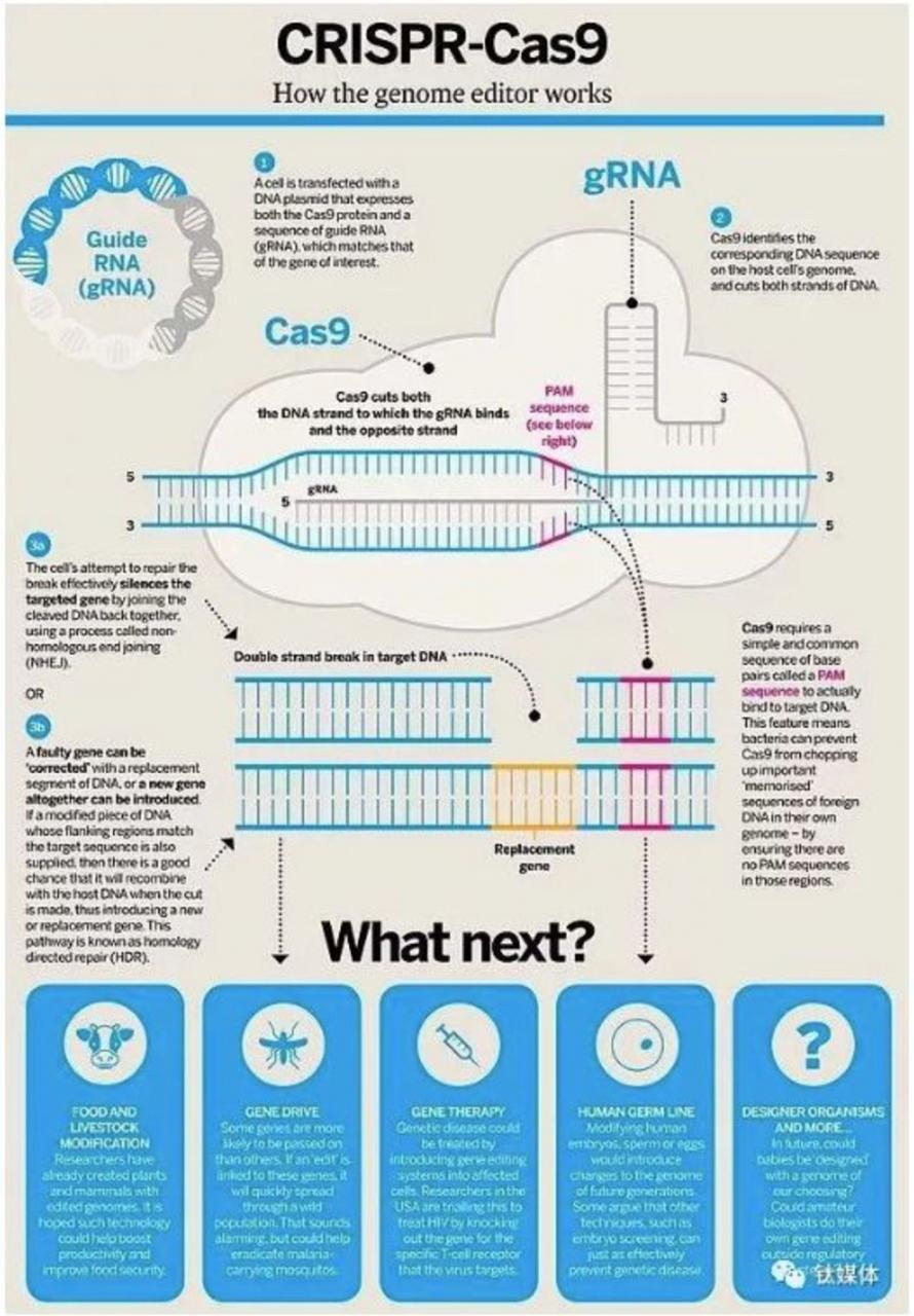 “基因編輯嬰兒”案一審宣判:賀建奎獲刑三年-肽度TIMEDOO