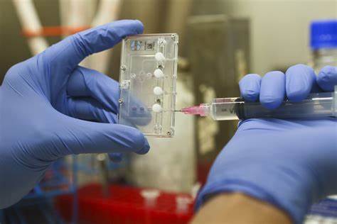 大橡科技:用芯片“孕育”微器官降低醫(yī)藥研發(fā)成本和周期-肽度TIMEDOO