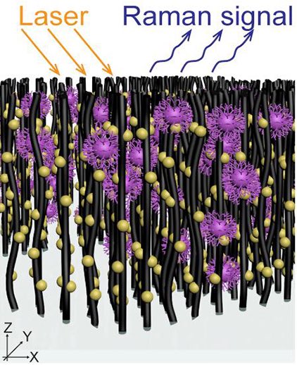 賓夕法尼亞州立大學(xué)：研發(fā)手持設(shè)備，可在幾分鐘內(nèi)捕獲和識(shí)別病毒-肽度TIMEDOO