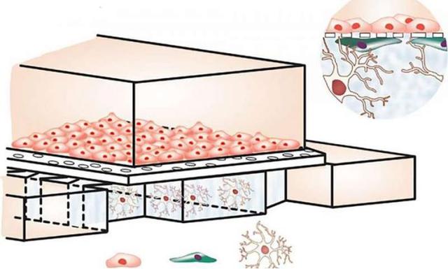 真實(shí)重現(xiàn)血腦屏障生理機(jī)能的芯片問世，助推大腦疾病的藥物研發(fā)-肽度TIMEDOO
