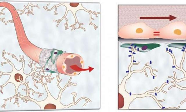 真實(shí)重現(xiàn)血腦屏障生理機(jī)能的芯片問世，助推大腦疾病的藥物研發(fā)-肽度TIMEDOO