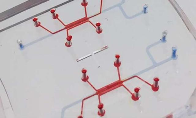 真實(shí)重現(xiàn)血腦屏障生理機(jī)能的芯片問世，助推大腦疾病的藥物研發(fā)-肽度TIMEDOO